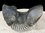 Paralejurus Trilobite Fossil - Foum Zguid, Morocco #53523-1